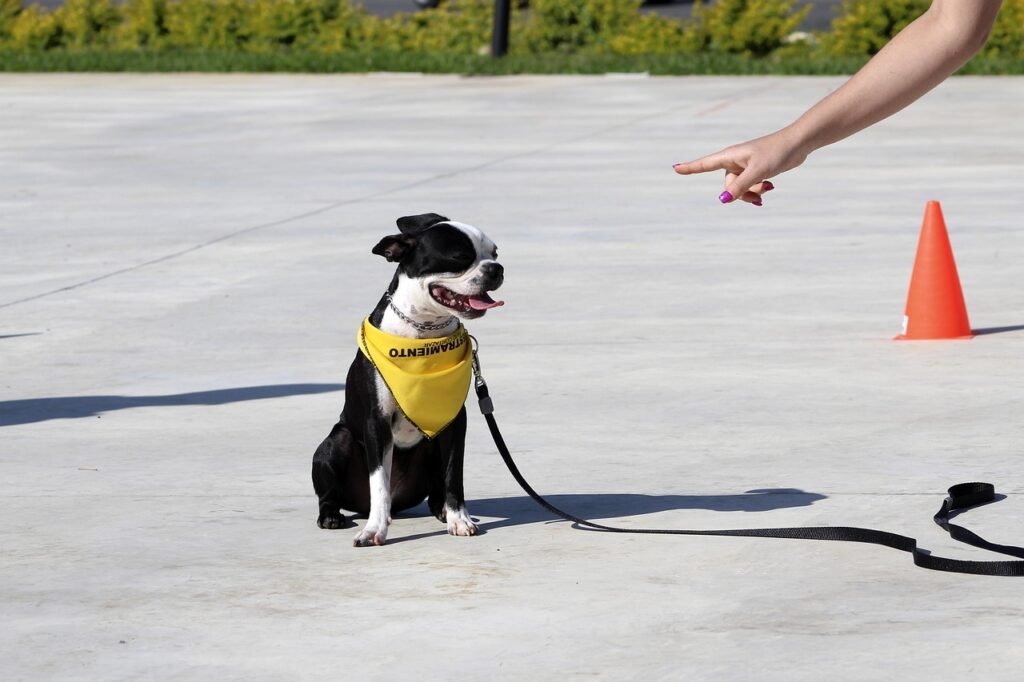 obediencia, obey, obedience, companion, outdoor, cute, summer, animal, canine, domesticated, pet, furry, playful, instruct, attention, happy dog, dog smile, dog obedience, entrenamiento, atención, nature, instruccion